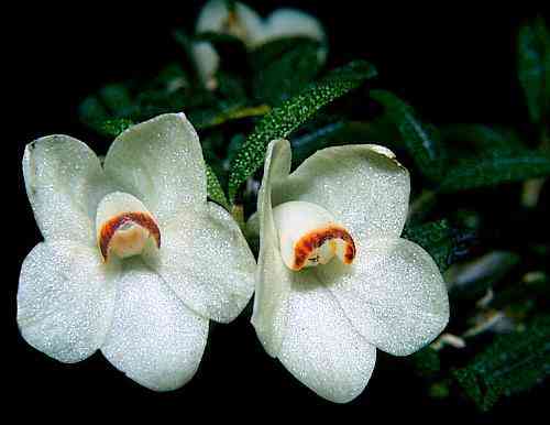 Dendrobium cuthbertsonii   
